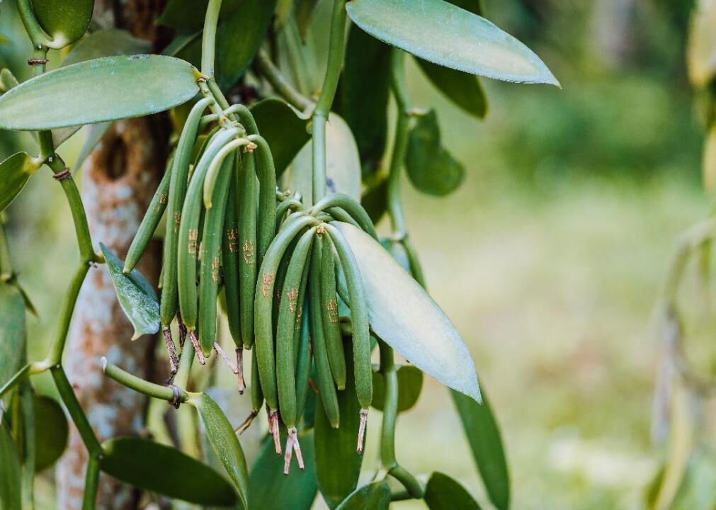 Vanilla